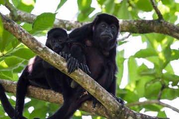 baby howler monkey