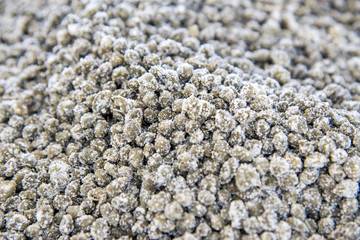 Salted capers