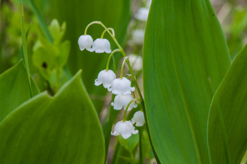 Vegetation in the forest