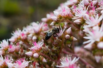 Bee on the flower, Spain