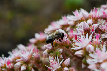 Bee on the flower, Spain