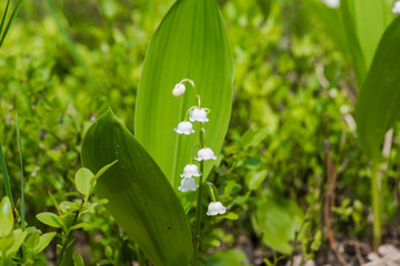 Obraz premium Vegetation in the forest