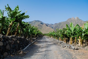 Fototapeta na wymiar Banana plantation in the mountains, Tenerife, canary islands, Spain