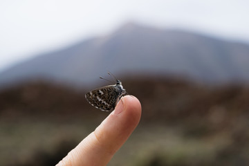 Butterfly on the little finger closeup, volcano Teide on background, Spain, Tenerife