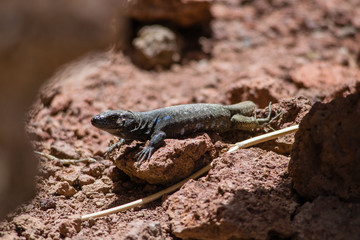 A lizard enjoying the sun on a rock in Tenerife, Canary islands, Spain