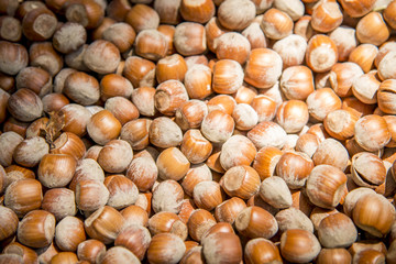 Hazelnut in their shells