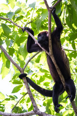 howler monkey in the trees