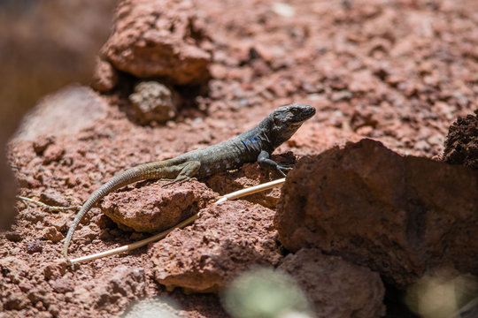 A lizard enjoying the sun on a rock in Tenerife, Canary islands, Spain