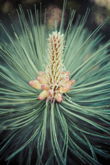 Naklejka na ściany i meble Pinus nigra (black pine) with the male pollen producing strobili visible