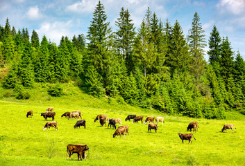 Fototapeta na wymiar herd of cows on a green pasture