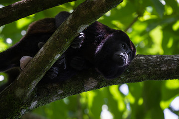 howler monkey in the trees