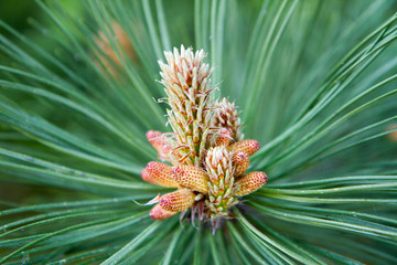 Naklejka na ściany i meble Pinus nigra (black pine) with the male pollen producing strobili visible