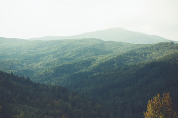 Fototapeta premium Vegetation in the forest