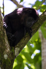howler monkey in the trees