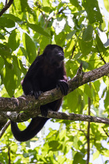howler monkey in the trees