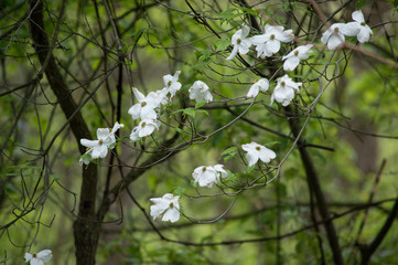 Blossoming dogwood tree