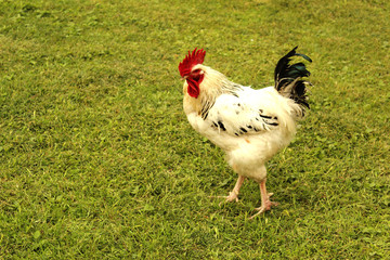 белый петушок