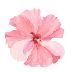 Watercolor red hibiscus. Hand painted exotic floral illustration with leaves isolated on white...