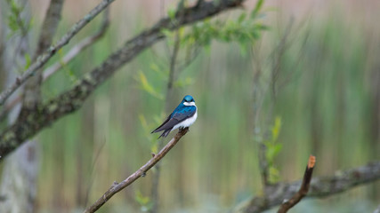 Tiny blue bird, common house martin in a marsh
