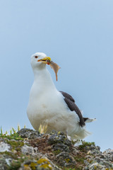     Seagull eating a fish on the cliff 
