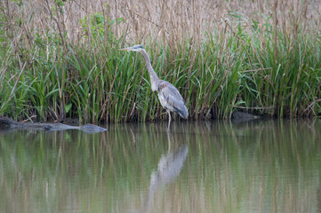 Blue heron in a marsh