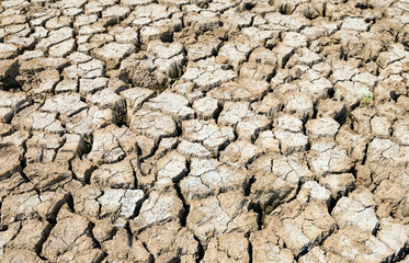 Dried swamp with cracked