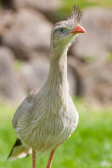 Red-legged seriema or crested cariama bird (Cariama cristata). Terror bird ancestor.