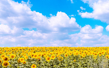 Sunflower field against a blue sky