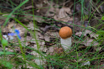 Vegetation in the forest
