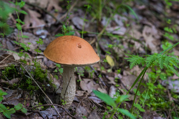 Vegetation in the forest