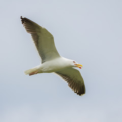 Fototapeta na wymiar Gull flying with spread wings, in front 