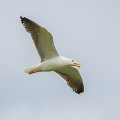     Gull flying with spread wings, in front 