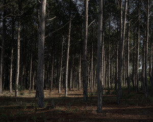 the forest