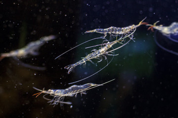 Shrimp in aquarium
