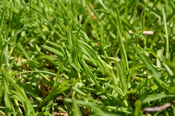 Fototapeta na wymiar Background grass