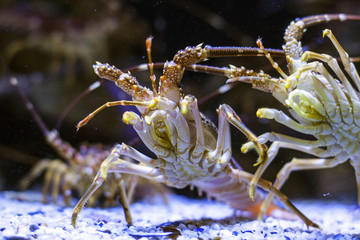 Lobster in aquarium