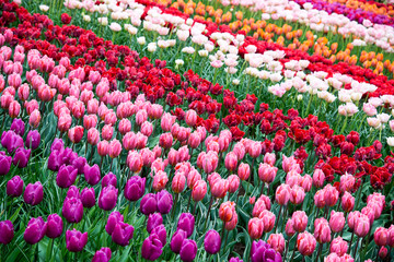 Colorful tulips in the park. Spring landscape