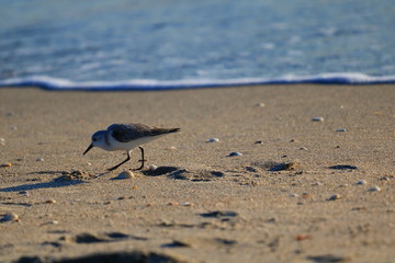 Sandpiper