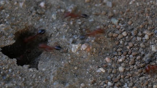 Red and Black winged ants