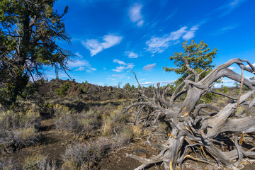 Craters of the Moon National Monument Vista with Weathered Tree