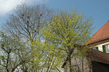 Aufbruch. Fr&uuml;hling in Offenburg
