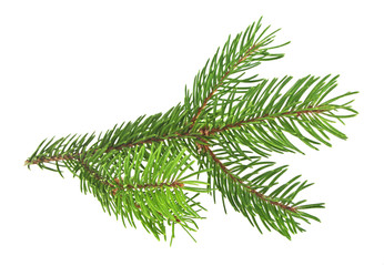 Pine branch on white background