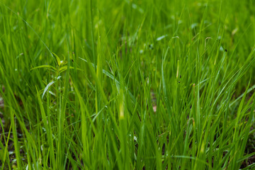 Vegetation in the forest
