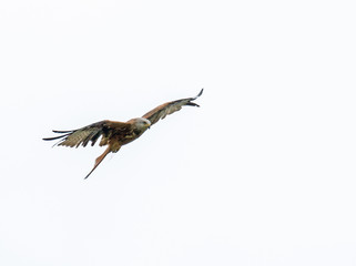 Red Kite