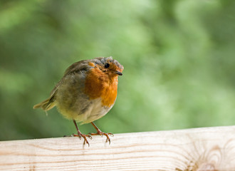Robin on Fence, Head Tilted