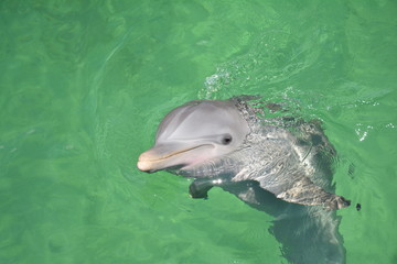 delfin