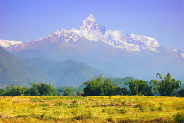 Machapuchare mountain over the Pokhara valley. Rice fields and green trees under the mountain. Nepal landscape, Annapurna circuit, Himalaya range, Asia. Horizontal view