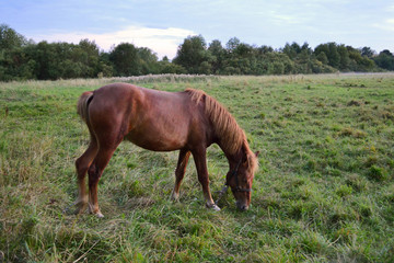 Fototapeta premium Red horse in the field eating grass