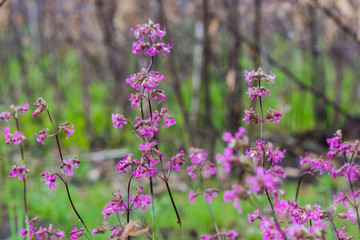 Vegetation in the forest