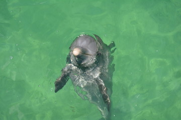 delfin © Danuta
